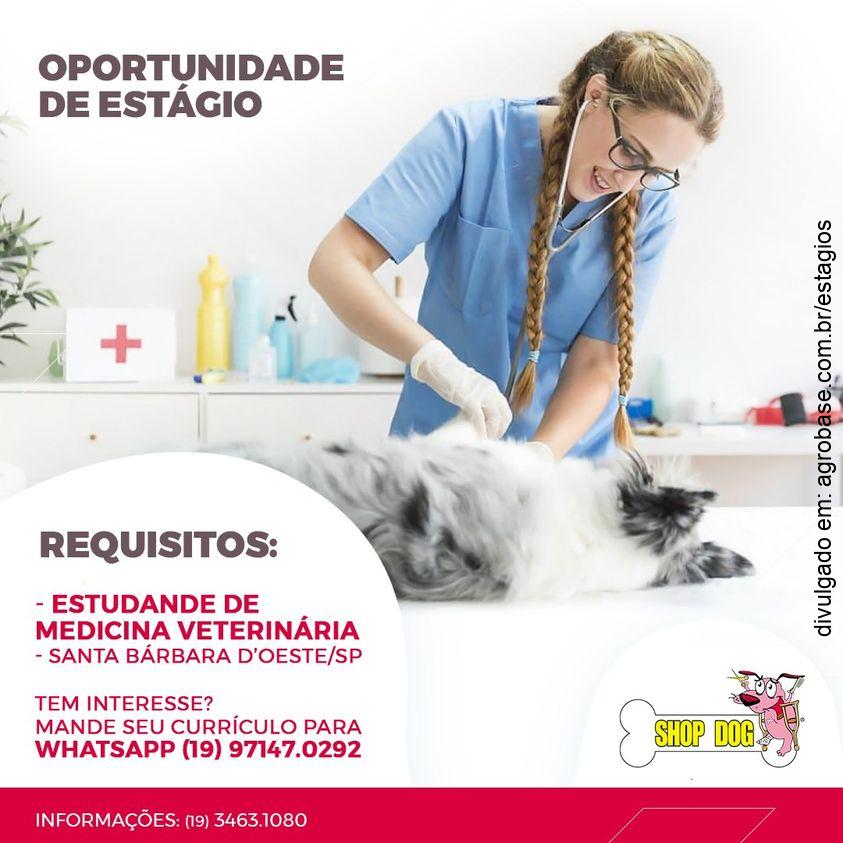 Estágio clínica shop dog – Santa Bárbara d’Oeste/SP
