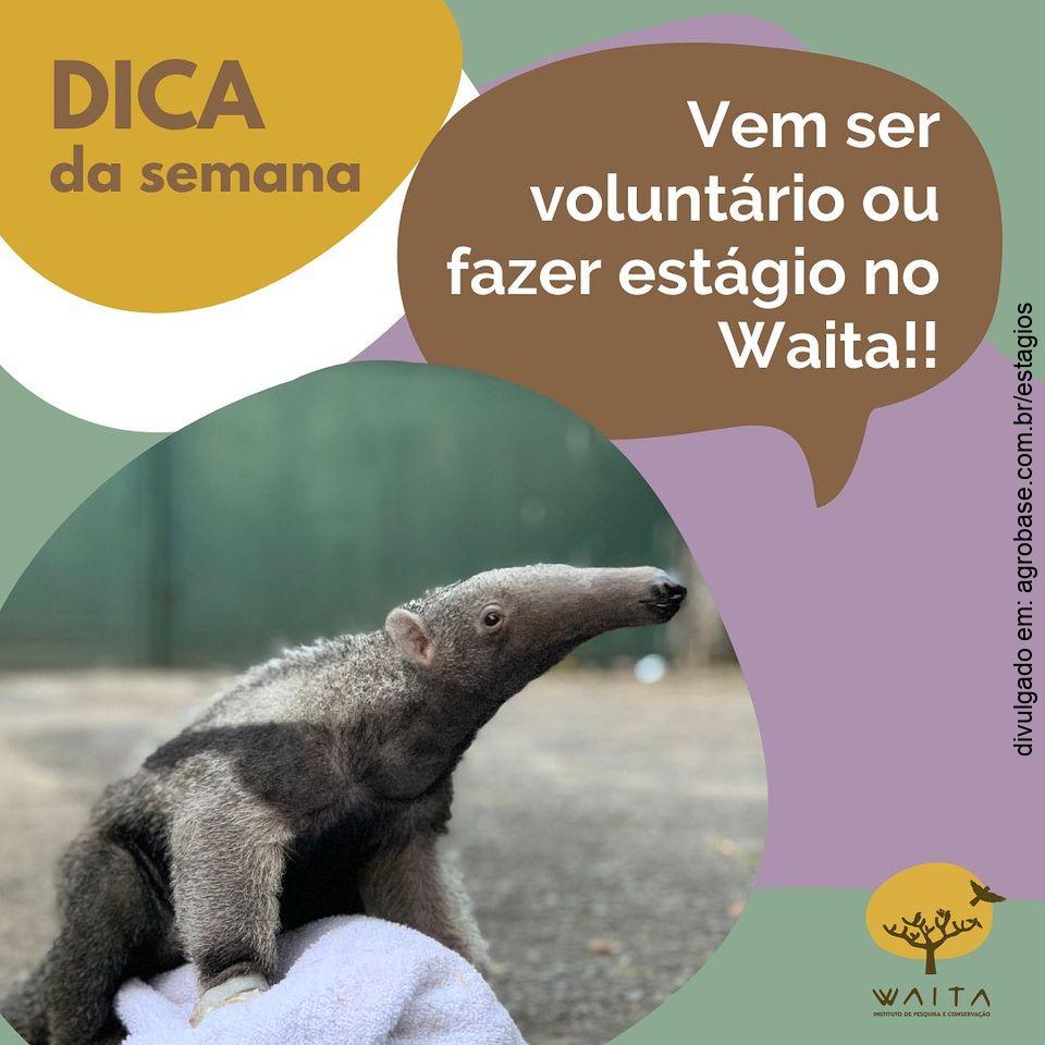 14 vagas para estágio obrigatório na Waita