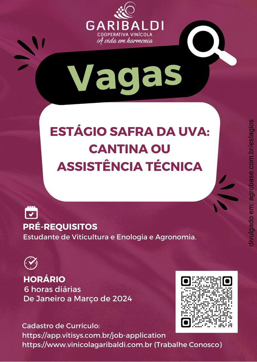 Estágio safra da uva – Garibaldi/RS