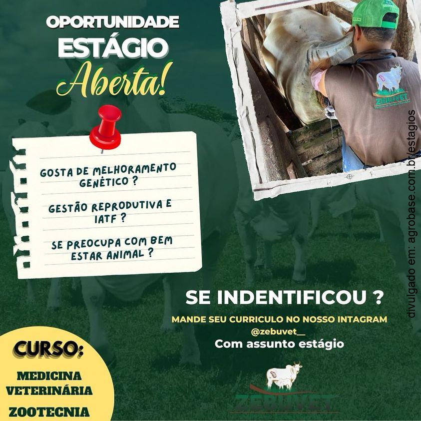 Estágio em bovinos – Goiânia/GO