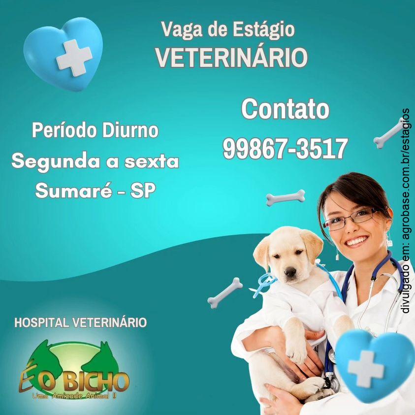 Estágio em medicina veterinária – Sumaré/SP