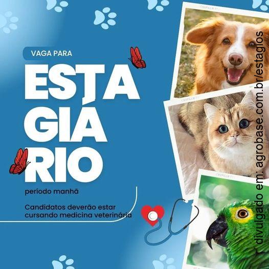 Estágio med. veterinária (manhã) – Poá/SP