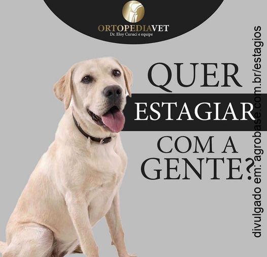 Estágio em ortopedia veterinária – São Paulo/SP
