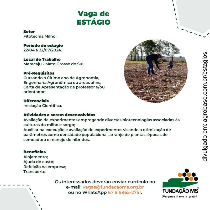 Estágio no setor de fitotecnia milho – Maracaju/MS