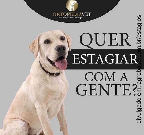 Estágios em ortopedia veterinária – São Paulo/SP