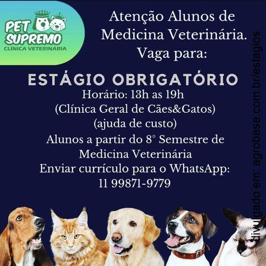 Estágio obrigatório clínica cães e gatos – São Paulo/SP