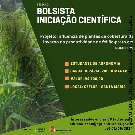 Bolsista iniciação científica – Santa Maria/RS