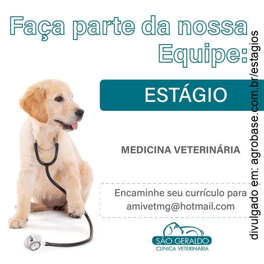 Estágio medicina veterinária – Belo Horizonte/MG