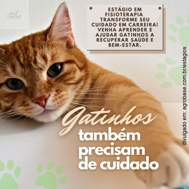 Estágio em fisioterapia veterinária – São Paulo/SP