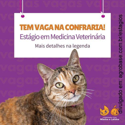 Estágio em medicina veterinária – São Paulo/SP [Vila Prudente]