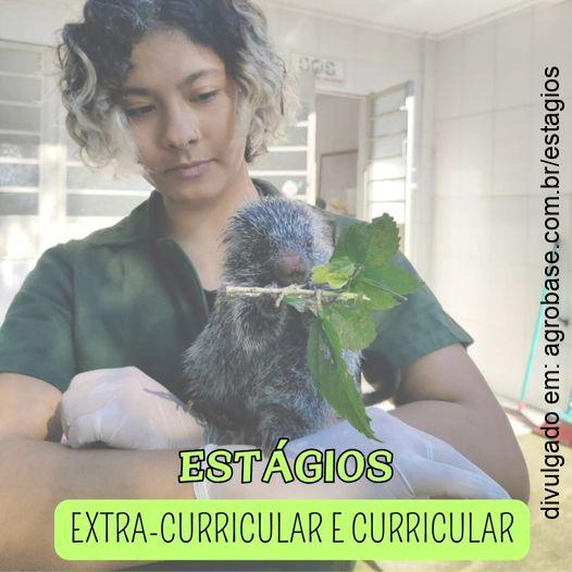 Estágio extracurricular animais silvestres – Santa Maria/RS