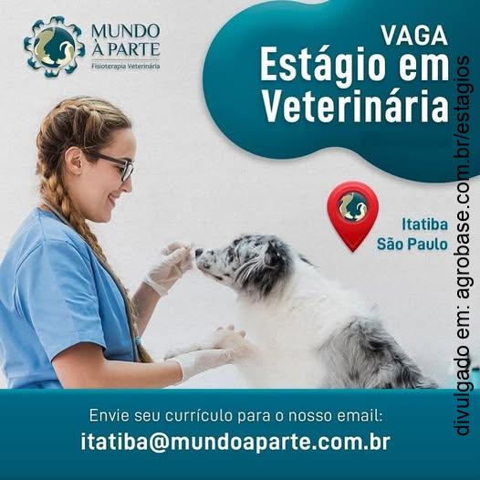 Estágio em veterinária – Itatiba/SP