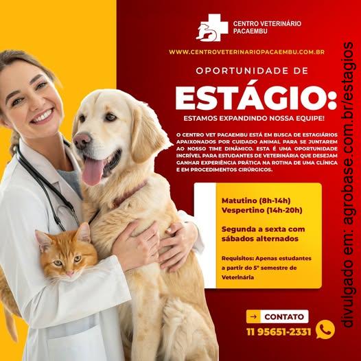 Estágio em clínica veterinária – São Paulo/SP