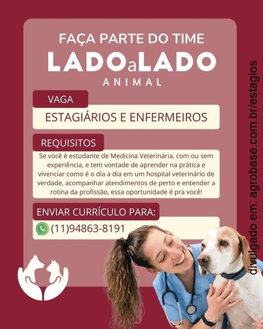 Estágio em medicina veterinária – Paulicéia/SP