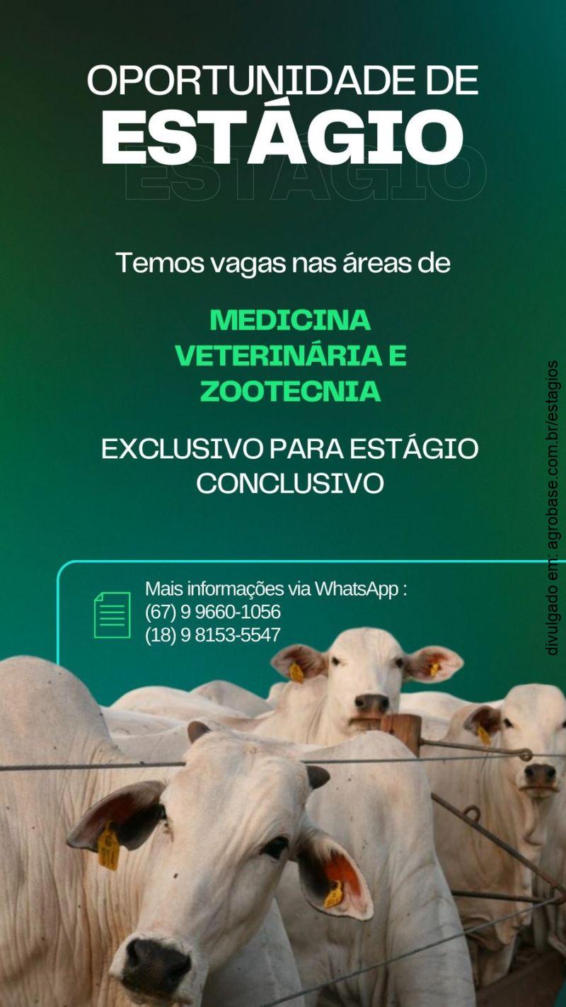 Estágio pecuária de corte – Água Clara/MS