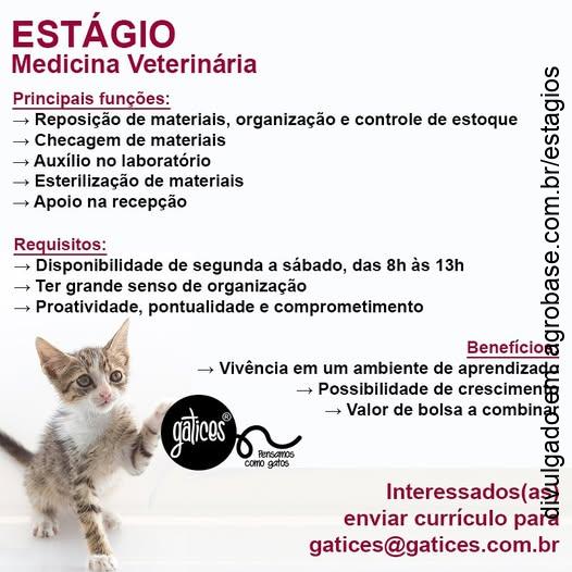 Estágio de veterinária [gatos] – Caxias do Sul/RS