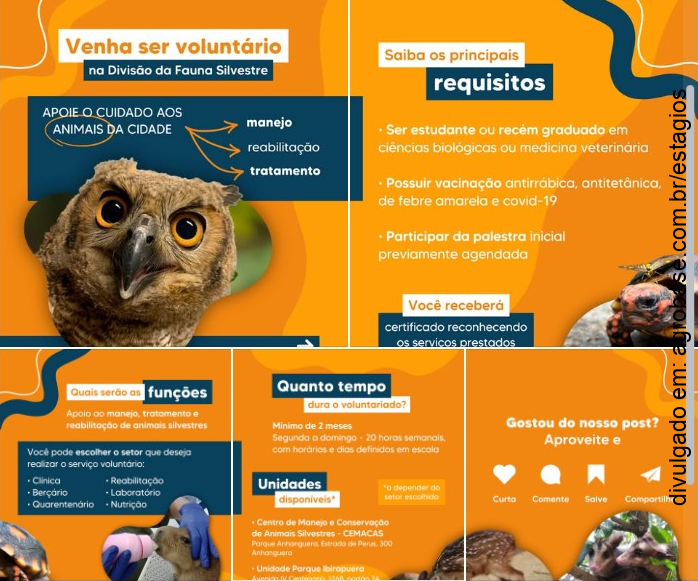 Voluntariado na divisão da fauna silvestre – São Paulo/SP