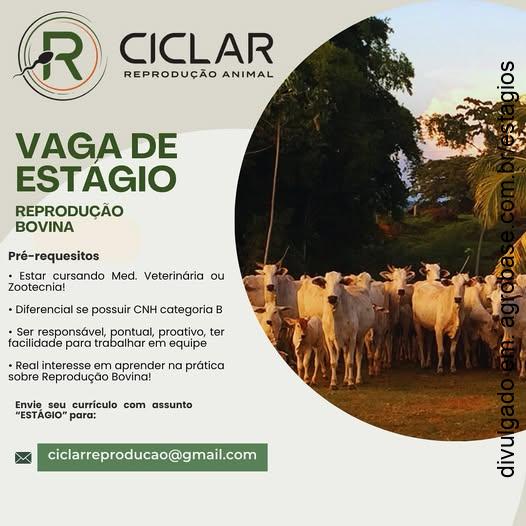 Estágio reprodução bovina – Gurupi/TO