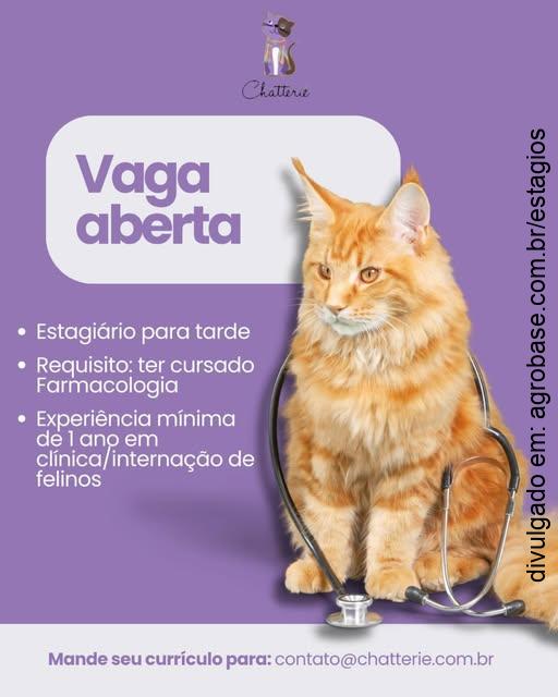 Estágio medicina veterinária felinos – Porto Alegre/RS [período da tarde]