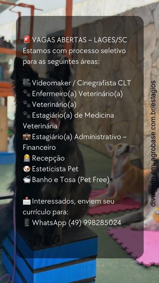 Estágio em medicina veterinária – Lages/SC