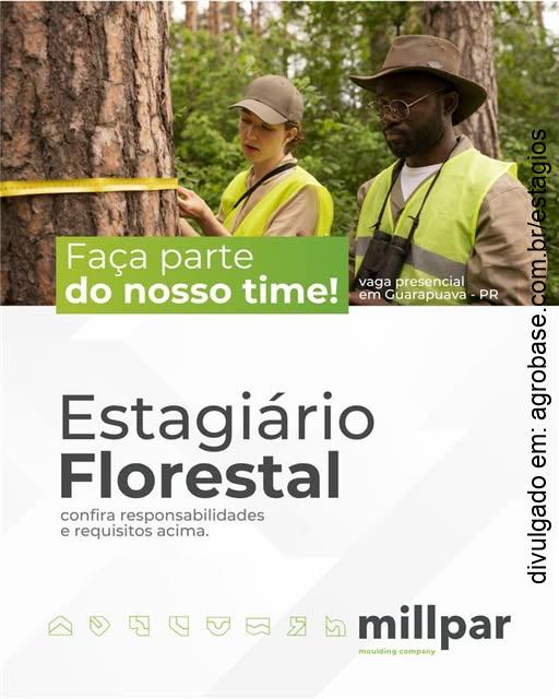 Estagiário para o setor florestal – Guarapuava/PR