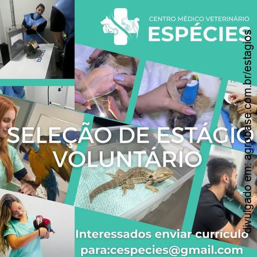 Estágio voluntário med. veterinária – São Paulo/SP