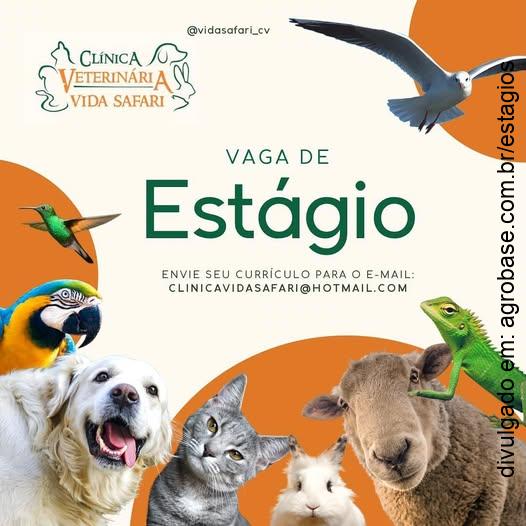 Estágio em clínica veterinária – São Paulo/SP