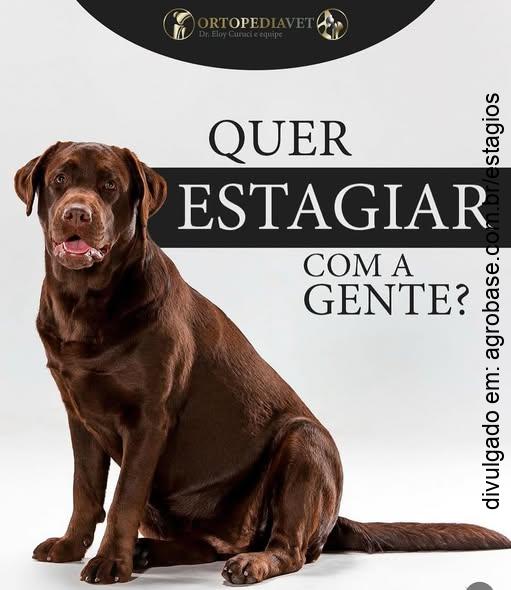 Estágio obrigatório ortopedia veterinária – São Paulo/SP