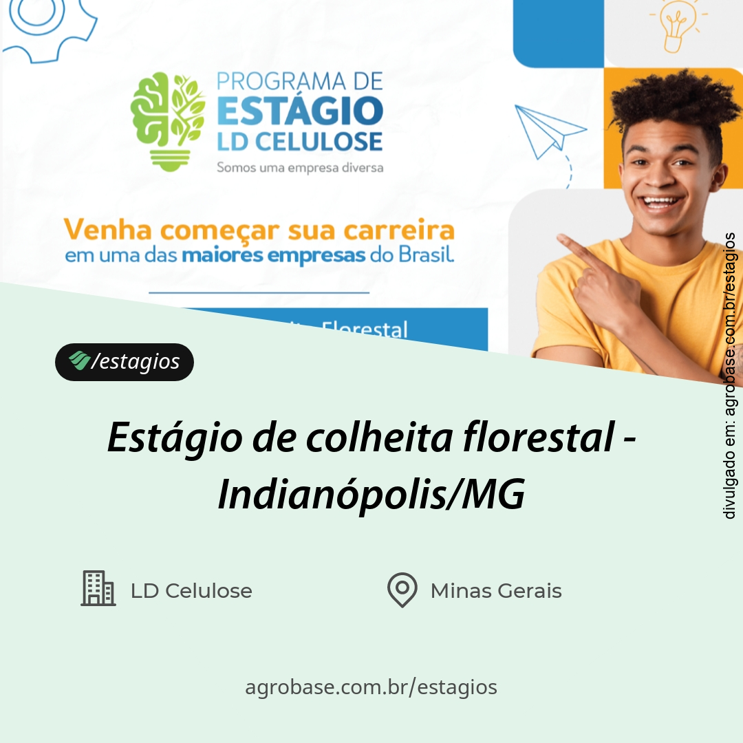 Estágio de colheita florestal – Indianópolis/MG