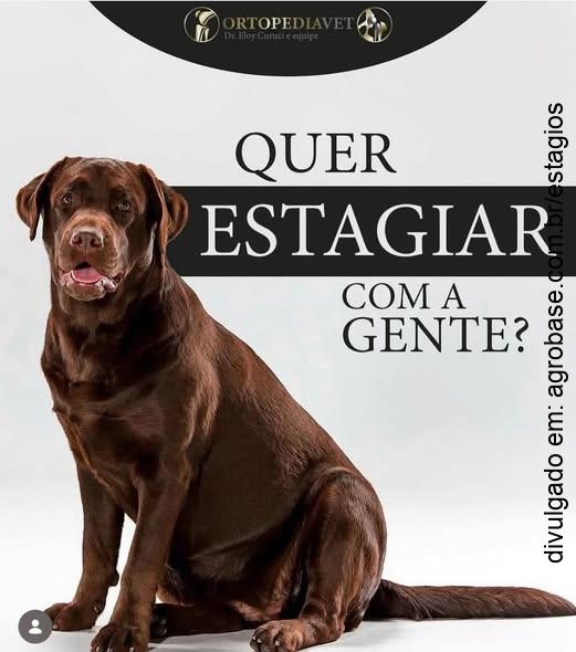 Estágio obrigatório ortopedia veterinária – São Paulo/SP