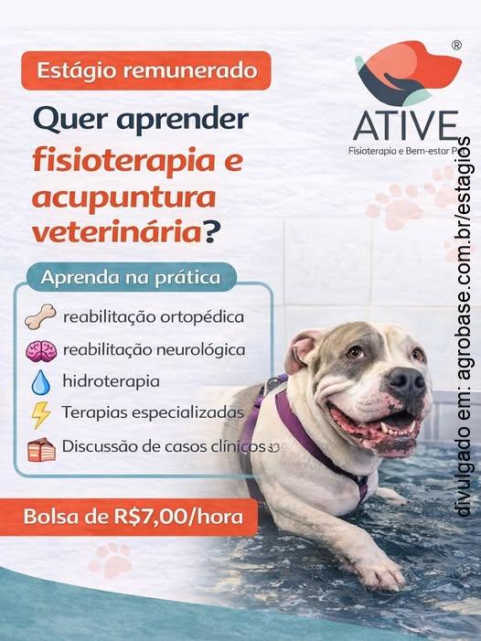 Estágio em fisioterapia e acupuntura veterinária – Londrina/PR