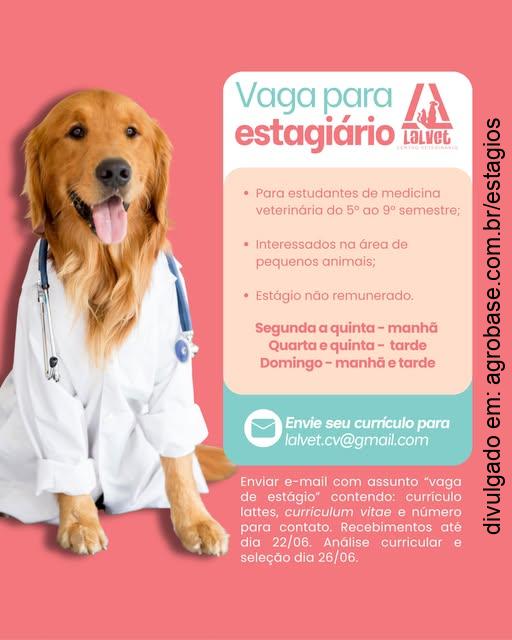 Estágio em medicina veterinária [pequenos animais] – Belém/PA