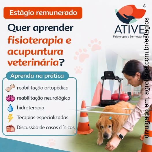 Estágio em fisioterapia e acupuntura veterinária – Londrina/PR