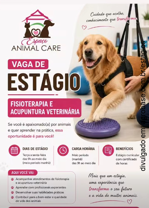 Estágio em fisioterapia e acupuntura veterinária – Mogi das Cruzes/SP