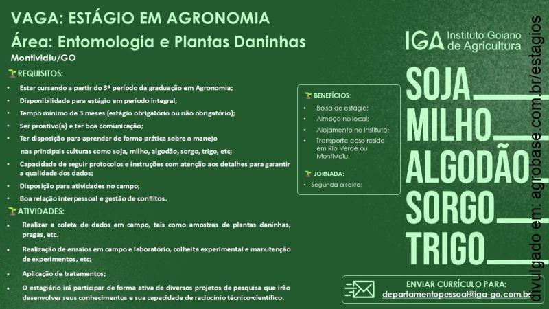 Estágio em entomologia e plantas daninhas – Montividiu/GO